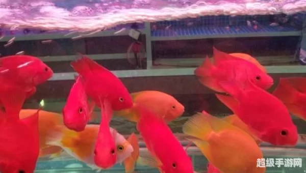 迷你水族馆