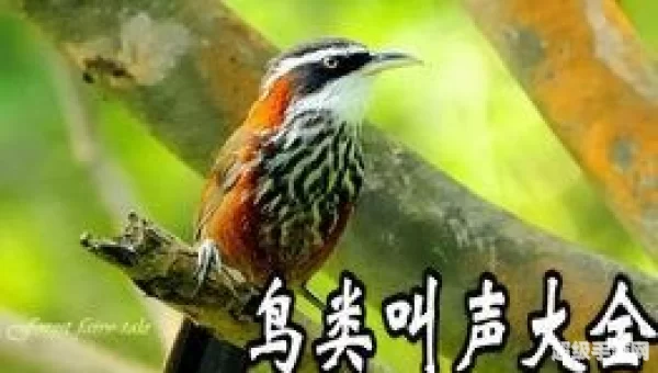 鸟叫声下载