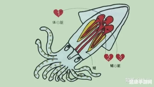 水母有心脏吗