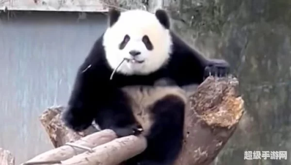 熊猫视频