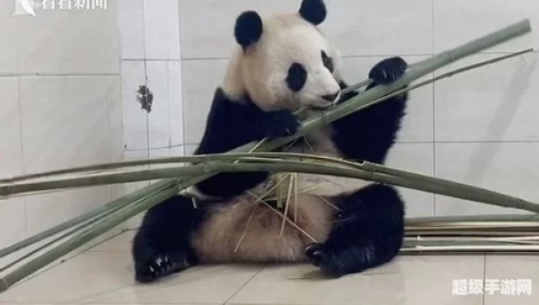 熊猫视频