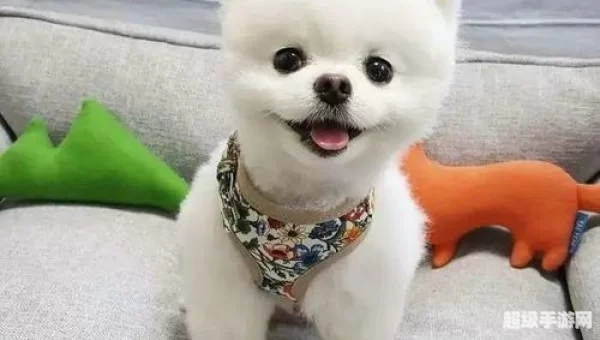 跳跳犬哪里多
