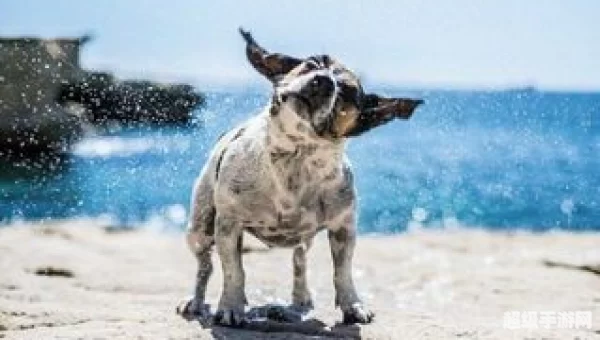 跳跳犬哪里多